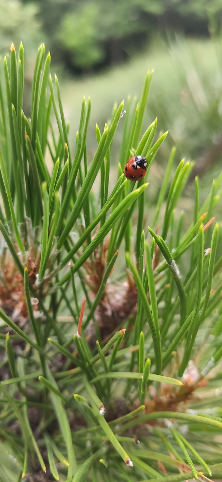 ladybug full screen background