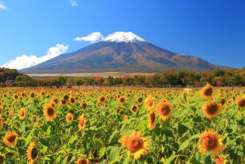 Mt Fuji and summer sunflowers