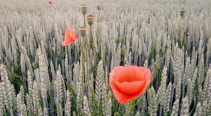 Flower on Field