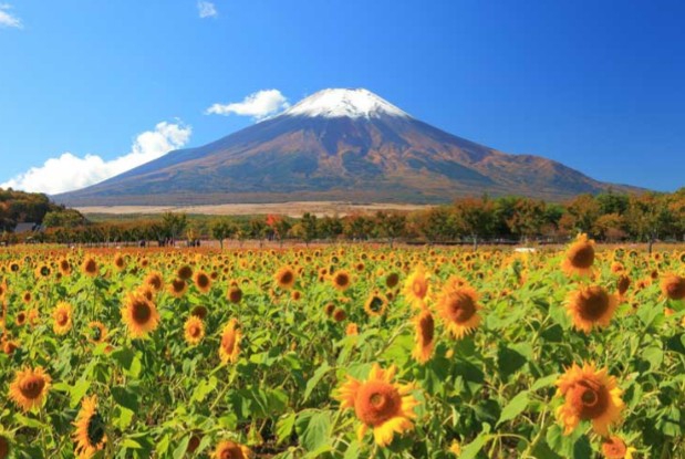 Mt Fuji and summer sunflowers