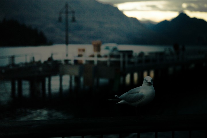 a bird whispering to you