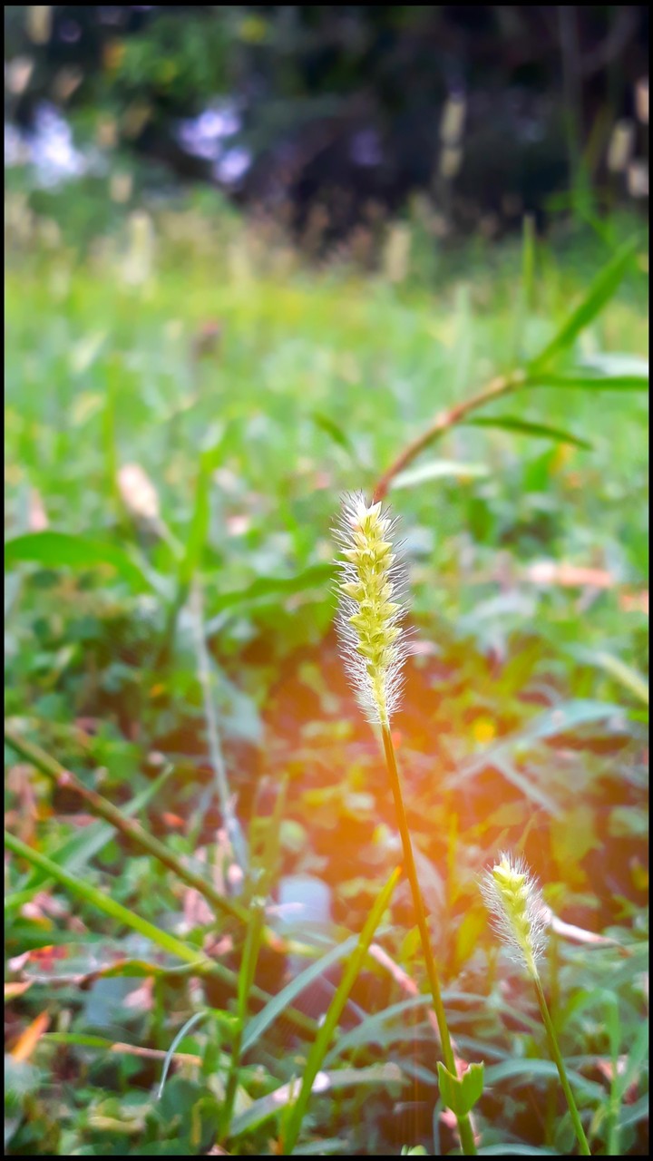 grss PHOTOGRAPHY