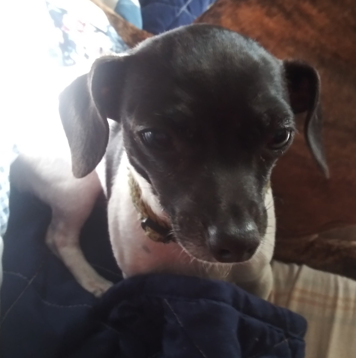 BRODY