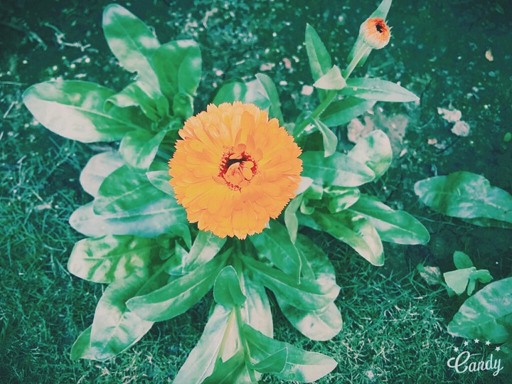 flwr