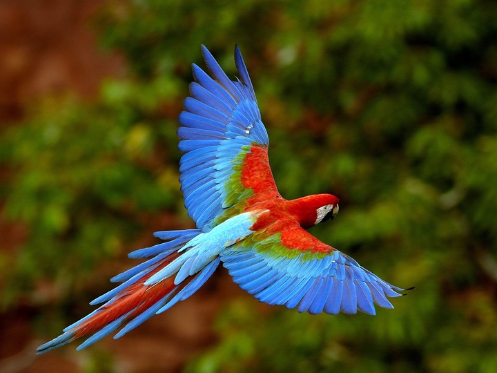 colourful bird