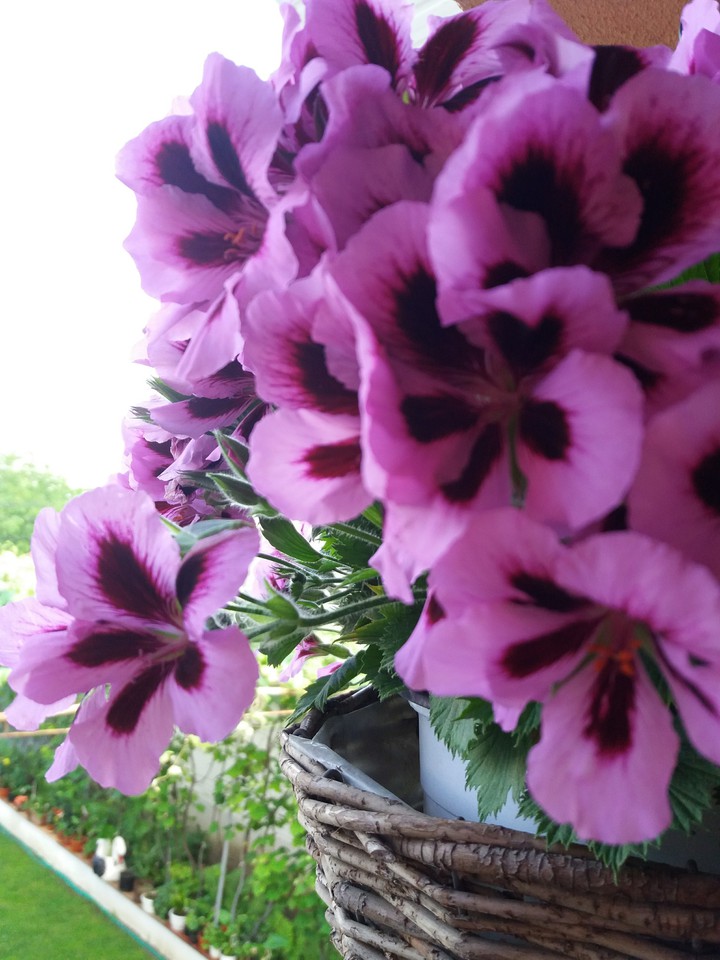 Pink pink flowers
