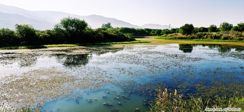 тапети plant, lake