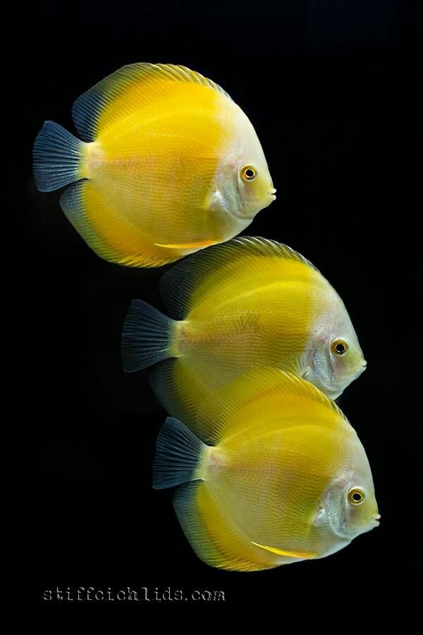 Yellow fish
