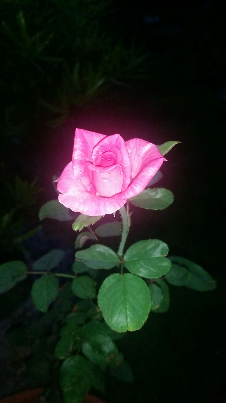 rose