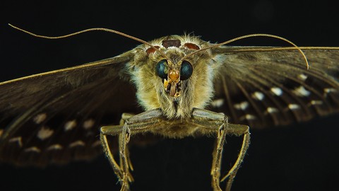sfondi lepidoptera, closeup