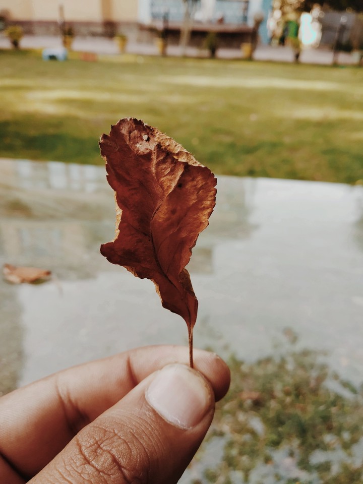 shrinked leaf