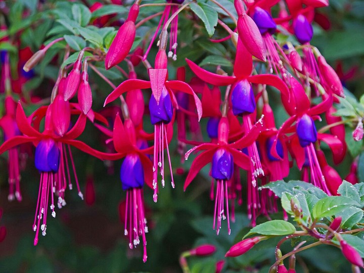Fuchsia
