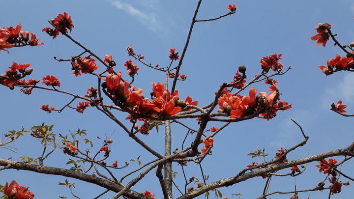 Shimul (Cotton) Flower