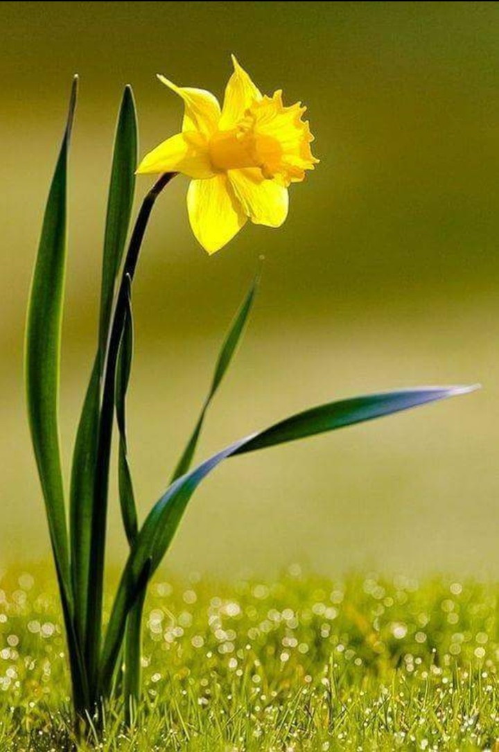 flower springs