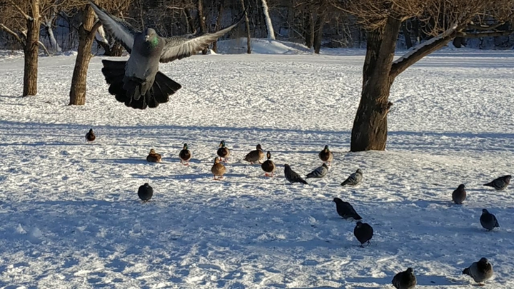 Bird