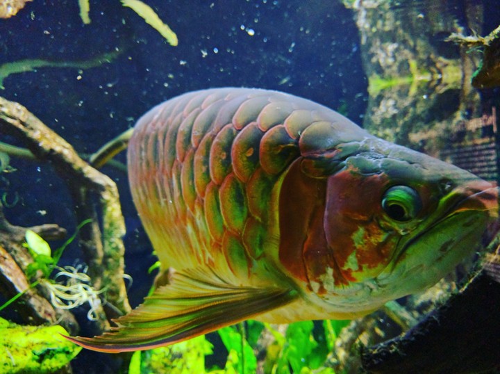 Sea Life