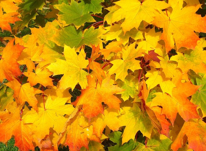 leaves.....