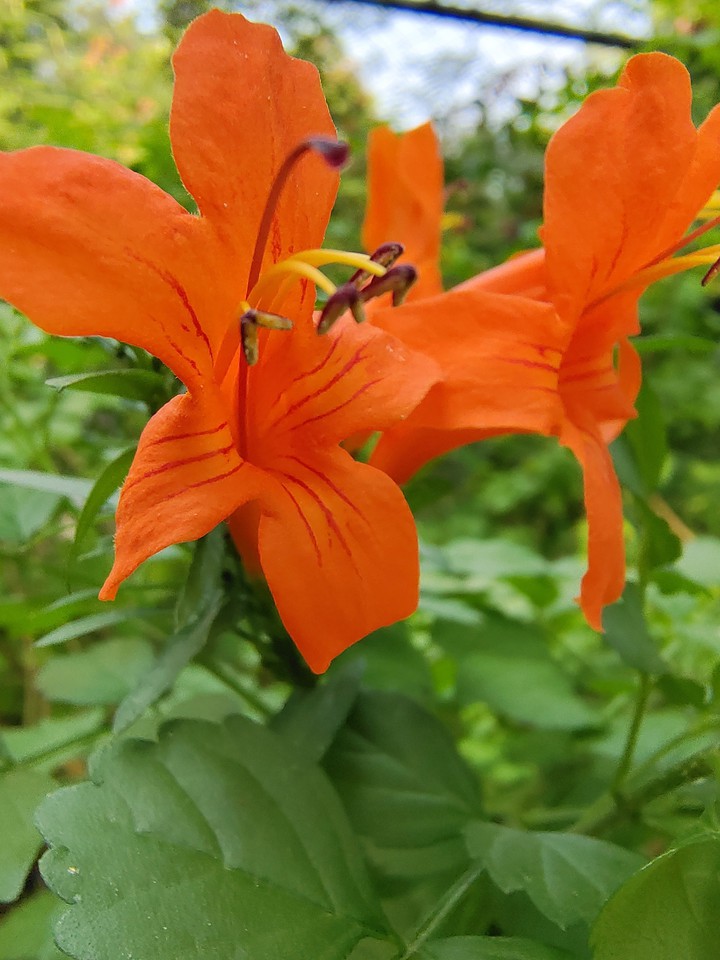 Mighty Orange