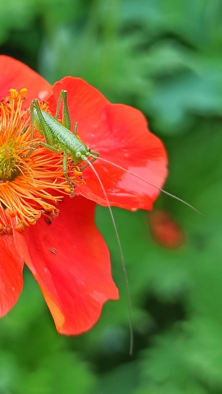 Grasshopper