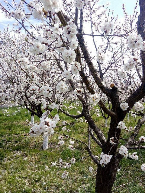 Apricot tree