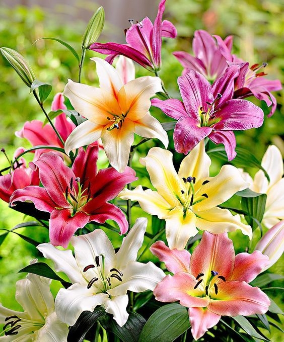 lilium