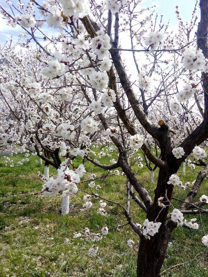 Apricot tree