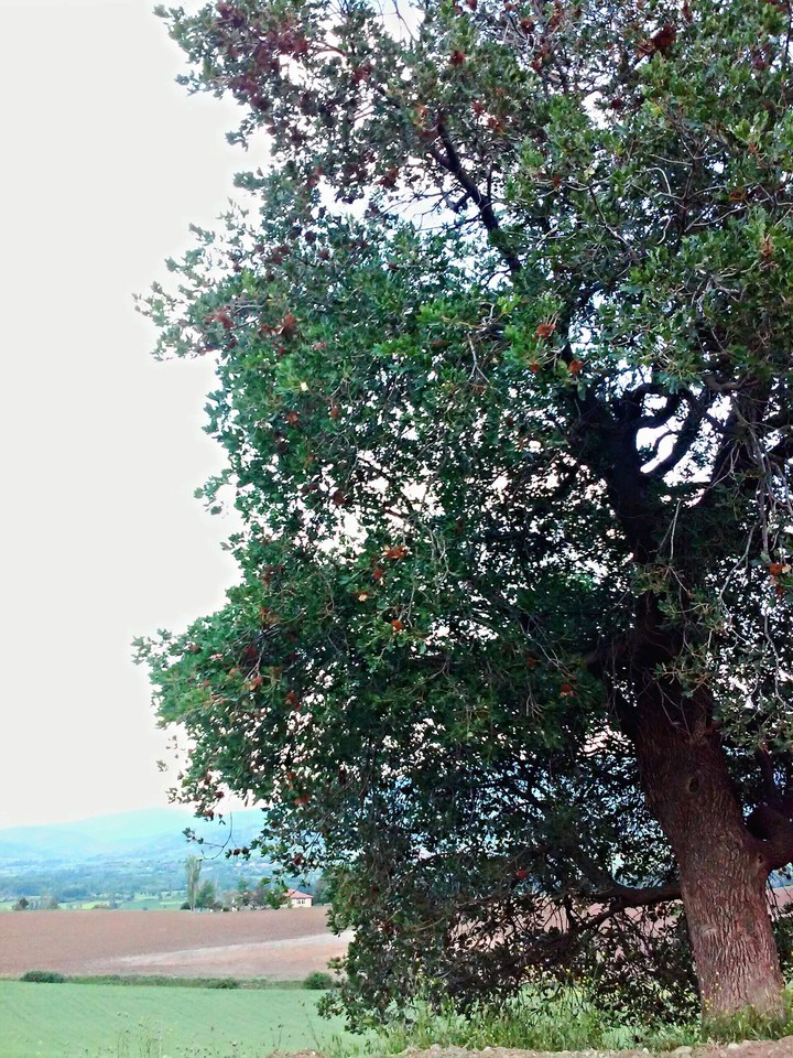 Chestnut Tree