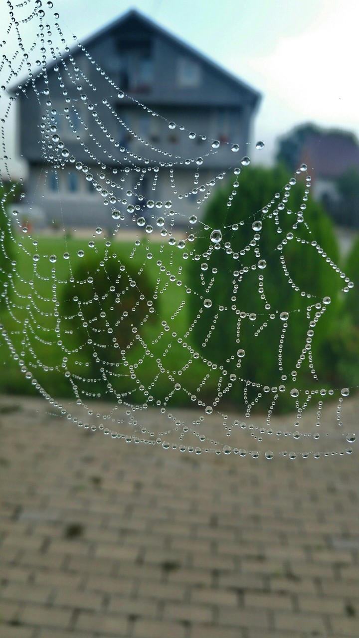 Morning Spider Wb
