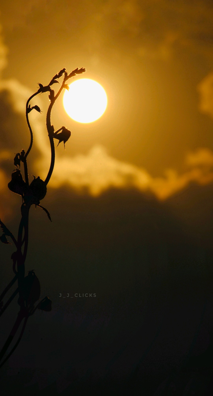 Golden Light