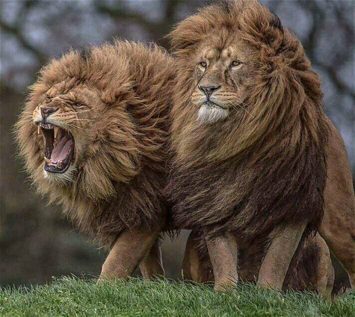 lions