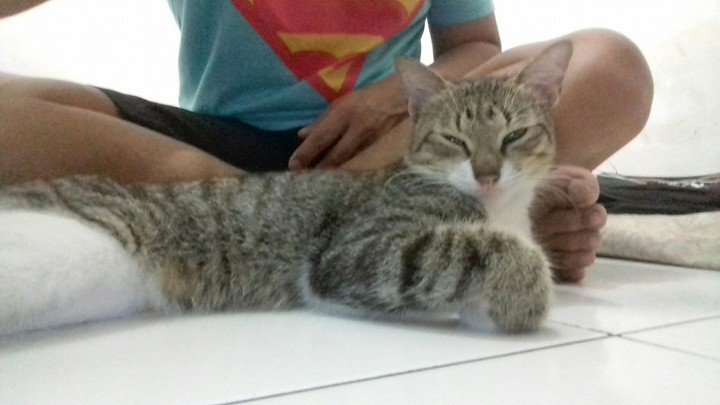 cat and me