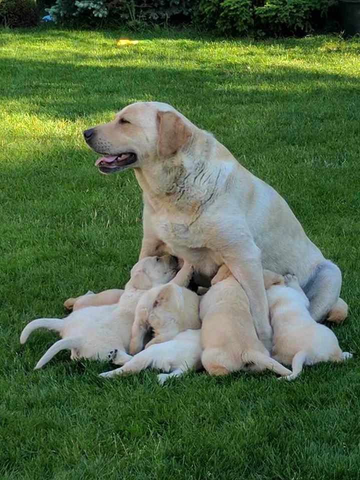 puppies