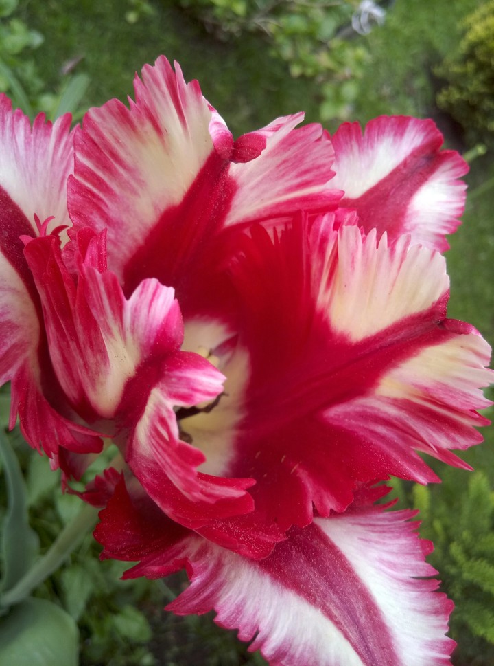 flowers