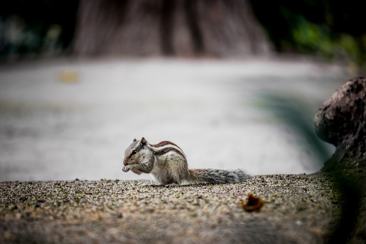 squirrel