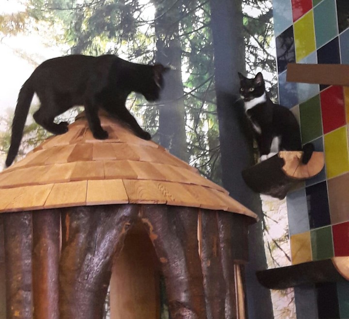 Cats house