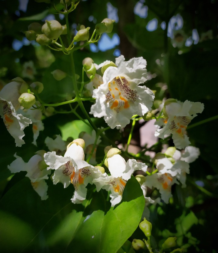 flowers