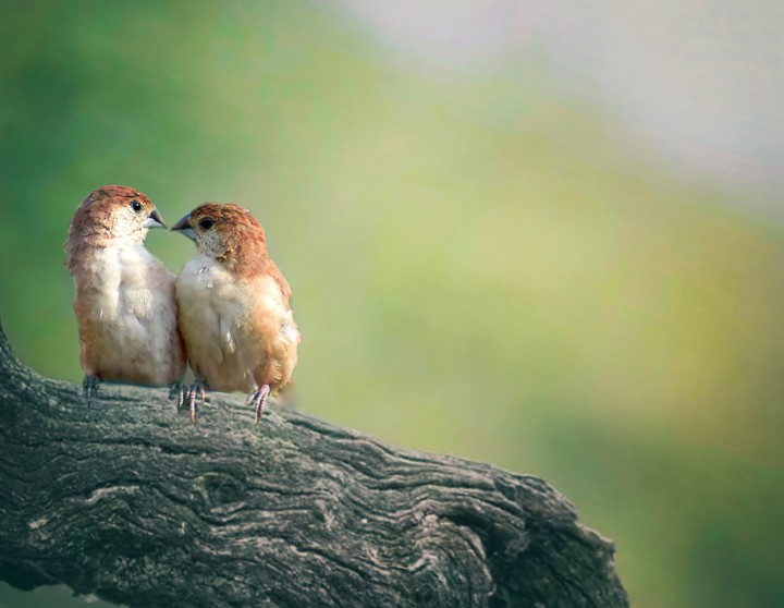 Love Birds