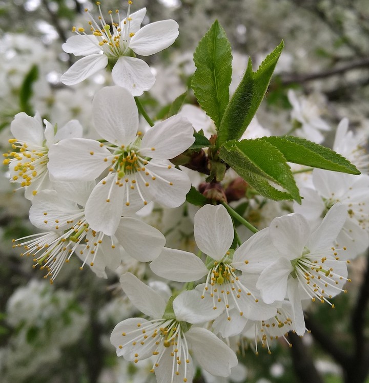 Дыхание весны Spring