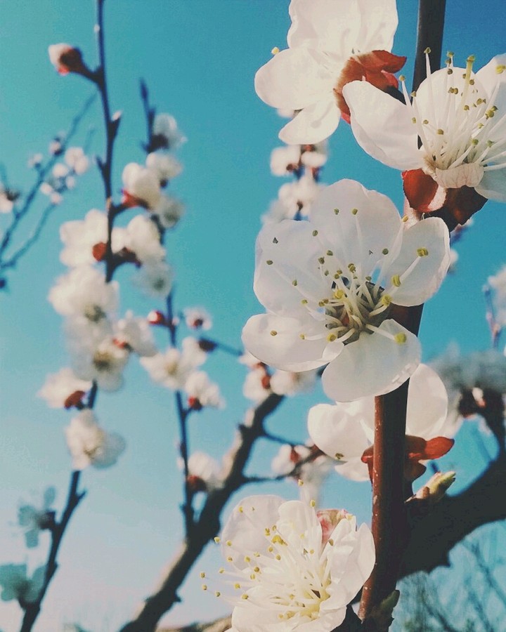 cherry flowers