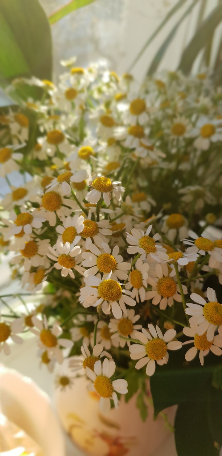 camomile