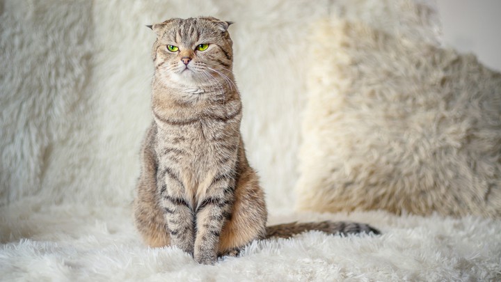 cat