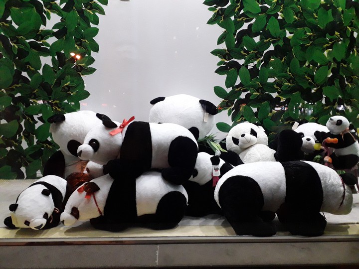 panda