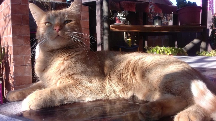 felino