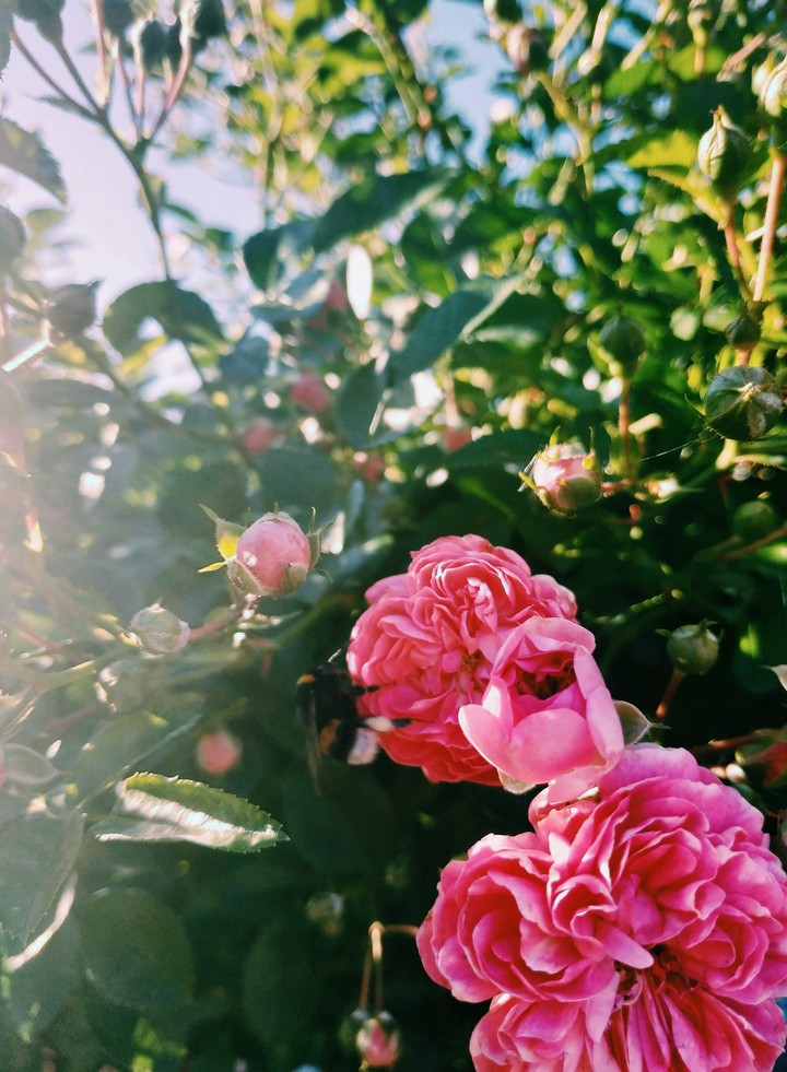 ROSE