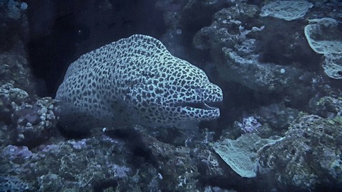 Moray eel