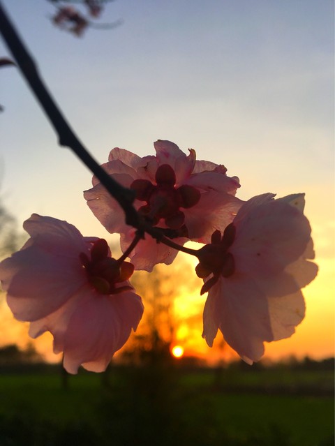 Sonnenuntergang an Zierblüte