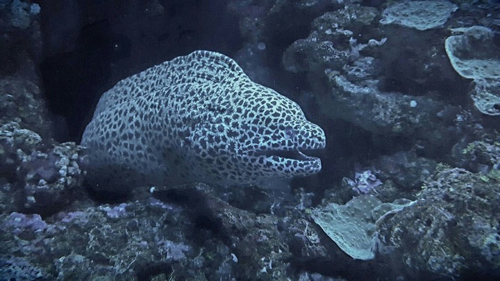 Moray eel