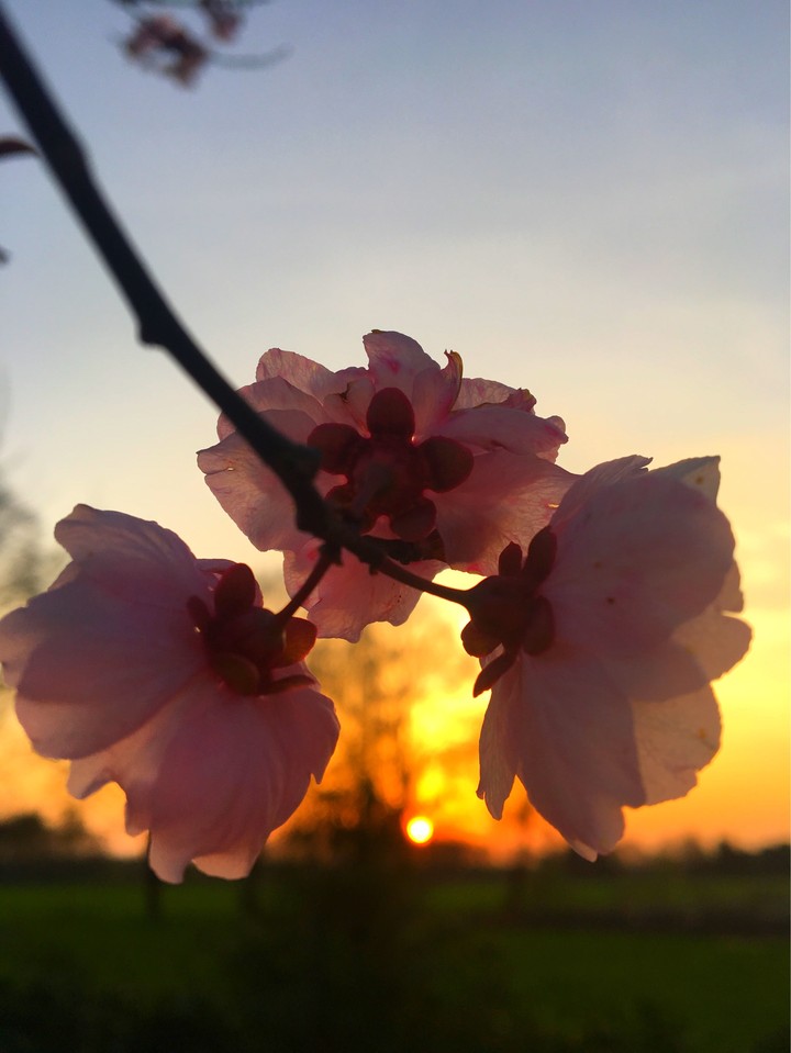 Sonnenuntergang an Zierblüte