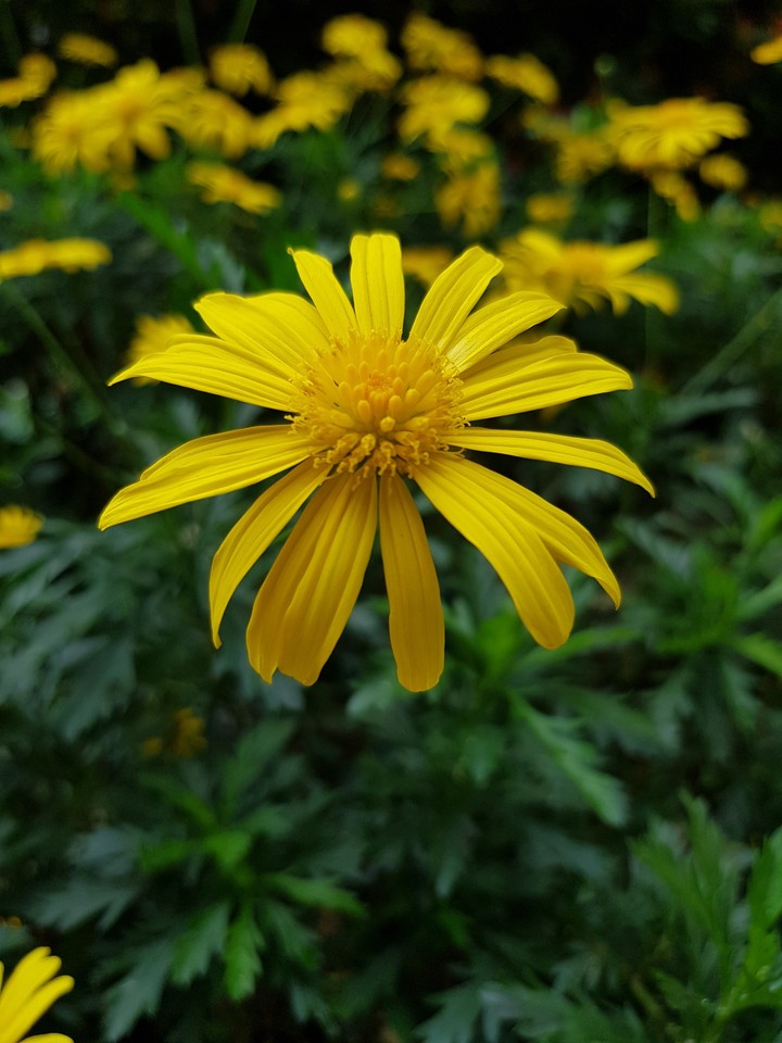 HD flower