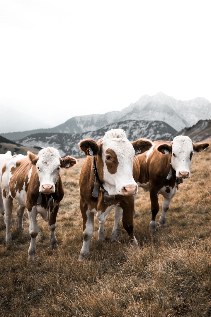 cow